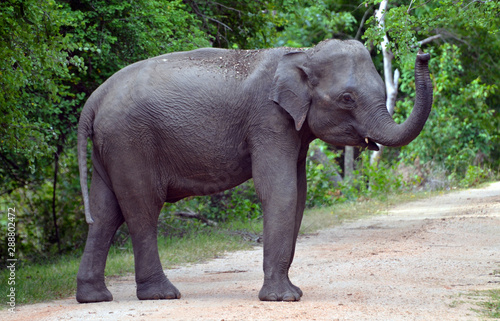 Elephant crossing a road in Kaudulla National Park in Sri Lanka