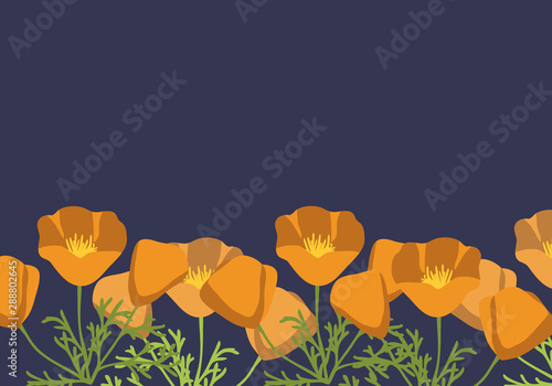 California poppy background