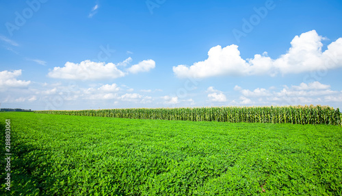 The peanut growing in the field