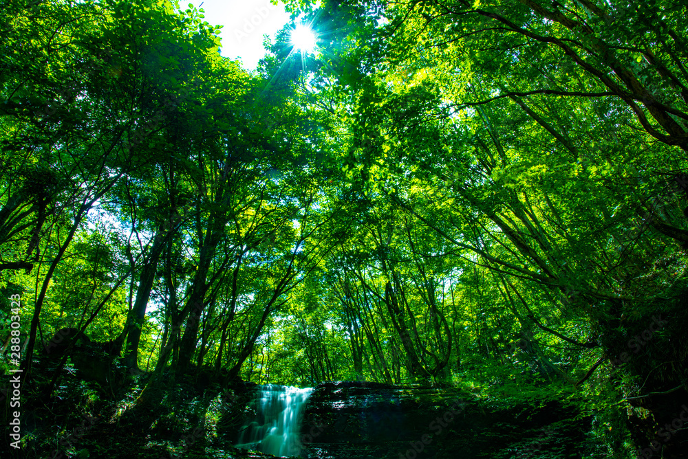 兵庫県・緑深い峡谷の風景 兵庫県・緑深い峡谷の風景