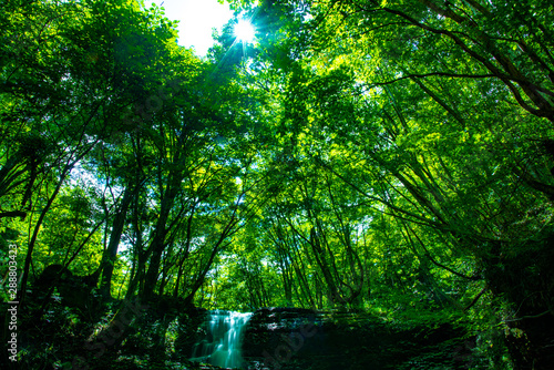 Fototapeta Naklejka Na Ścianę i Meble -  兵庫県・緑深い峡谷の風景