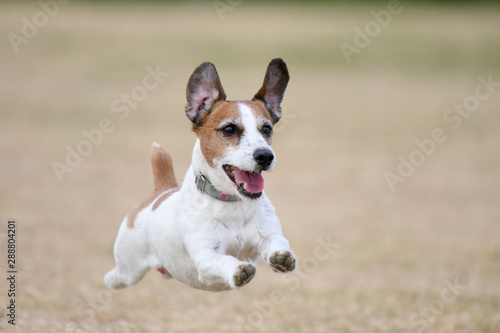 Very cheerful flying dog
