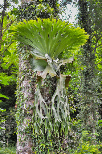 Platycerium ferns plant staghorn or elkhorn fern growing on bark tree  photo