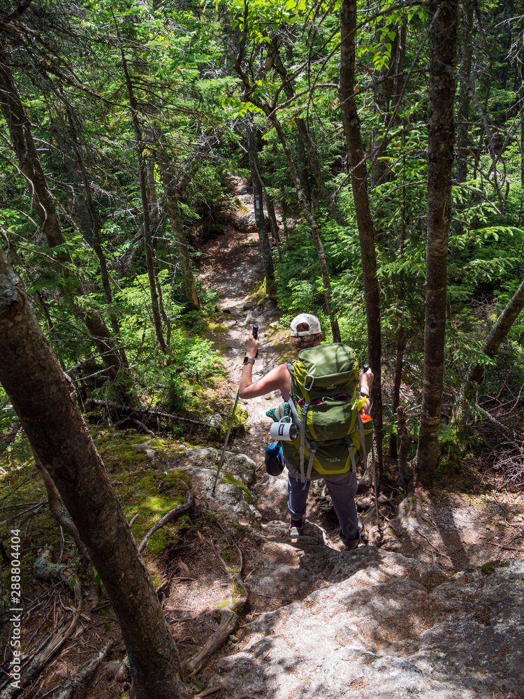 Obraz premium Hiker on Forest Footpath in Dense Woods of Maine Wilderness