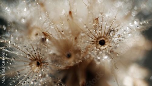 Dandelion Seeds in the drops of dew on a beautiful blurred background. 