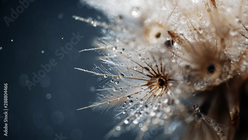 Dandelion Seeds in the drops of dew on a beautiful blurred background. 
