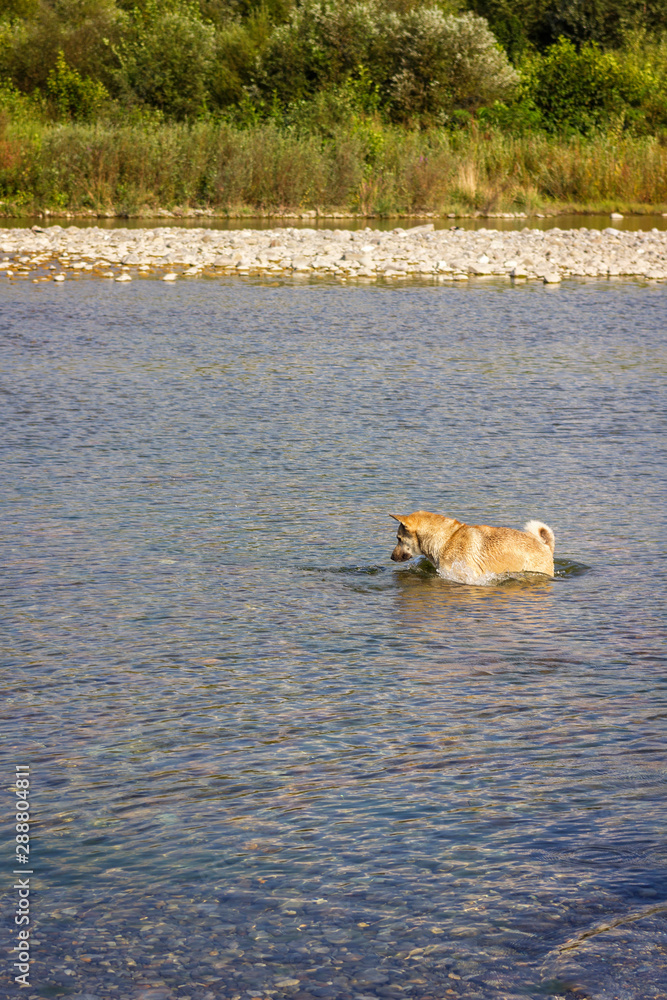 dog catches fish standing in the water of the river in summer dog catches fish standing in the water of the river in summer