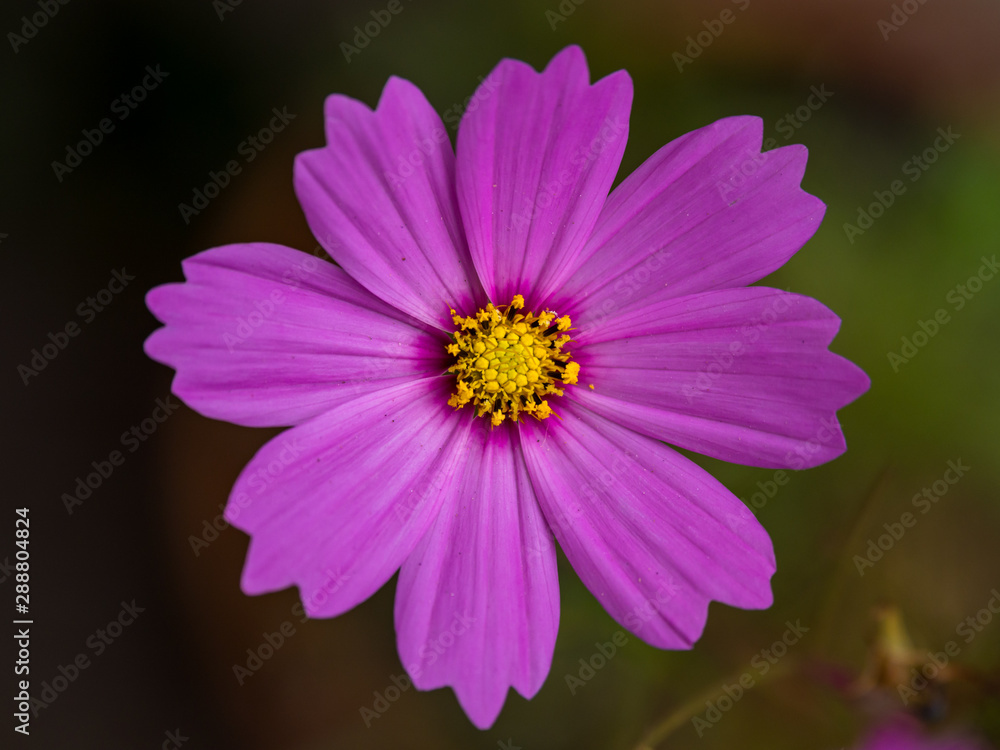 Pink Flower Close Up, Top Down View, Full Frame Pink Flower Close Up, Top Down View, Full Frame