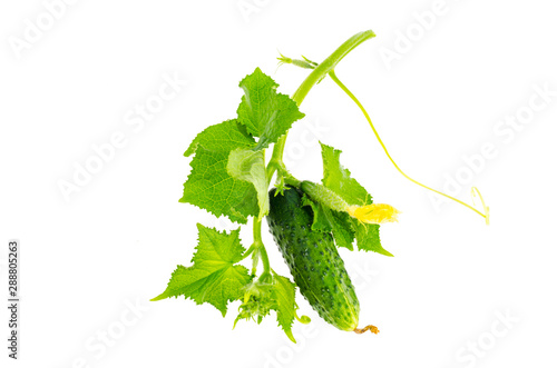 Green shoot and cucumber flower isolated on white background.