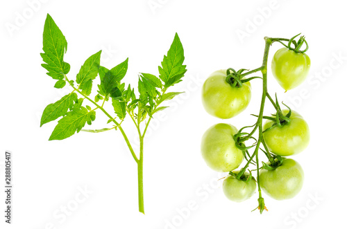 Unripe green tomatoes on branch isolated on white.