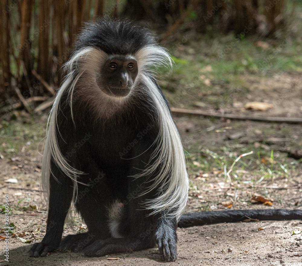 Fototapeta premium Grey and White Fur on a Close Up of a Colobus Monkey on the Ground
