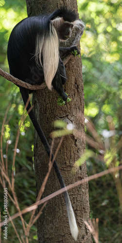 Grey and white Fur on a Colobus Monkey in a Tree