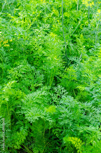 Vegetable background, texture of garden carrots green.