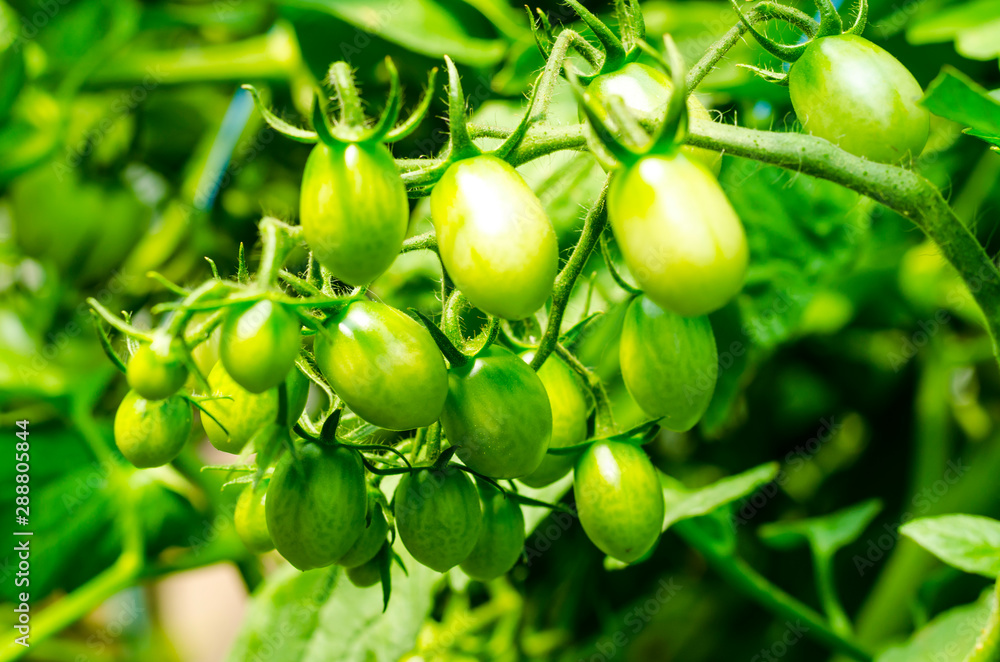 Tomato bushes with green fruits in greenhouse.