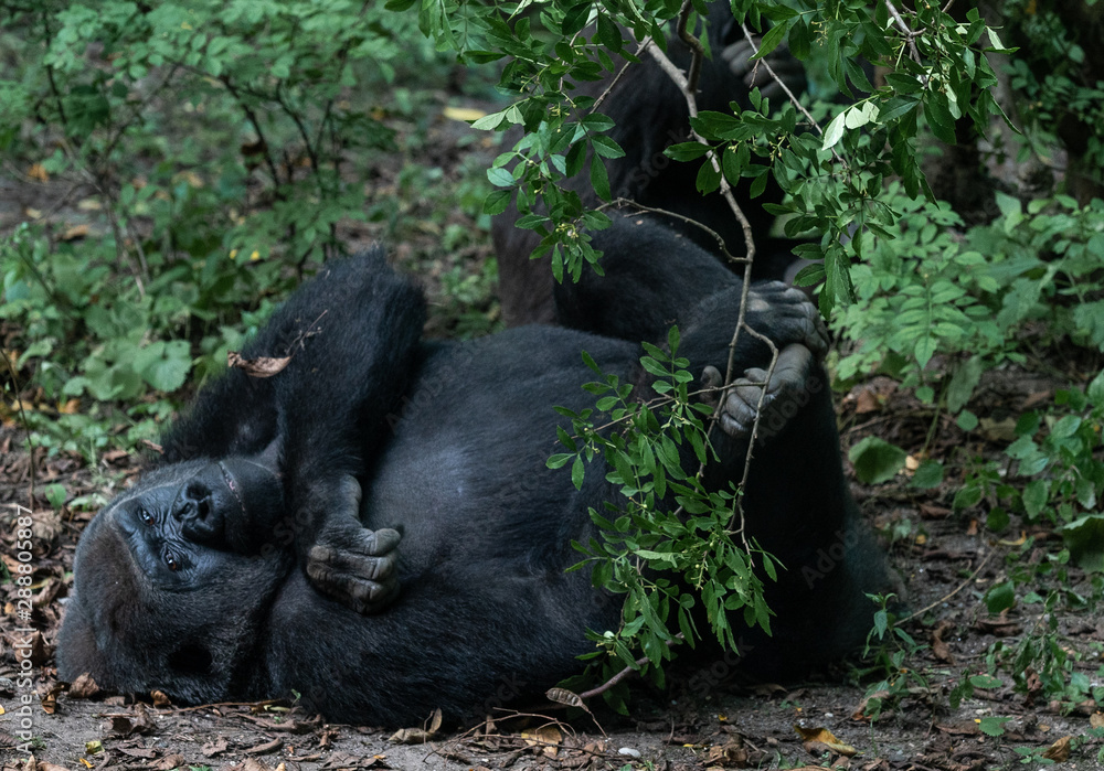 Earth Toned Fur on a Lowland Gorilla Resting on the Ground Earth Toned Fur on a Lowland Gorilla Resting on the Ground
