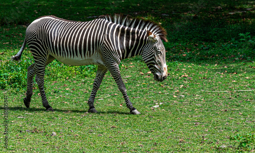 Iconic Stripes on a Close Up of a Grevy s Zebra in a Field