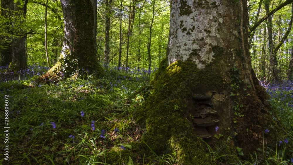 Time Lapse of Bluebells Forest during spring time in natural park in Ireland. Time Lapse of Bluebells Forest during spring time in natural park in Ireland.