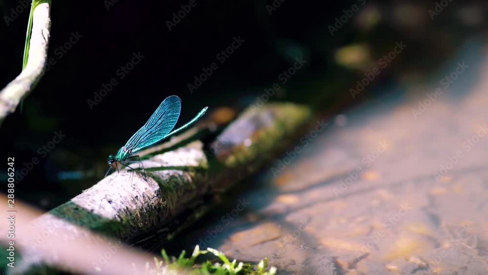 Close up of a blue dragonfly perched on reed, Ebony Jewelwing (Calopteryx maculata) flying away in slowmotion. Macro of colorful damselfly Close up of a blue dragonfly perched on reed, Ebony Jewelwing (Calopteryx maculata) flying away in slowmotion. Macro of colorful damselfly