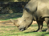 rhinoceros head at the zoo