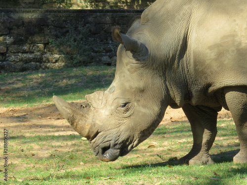 rhinoceros head at the zoo © Alfonso