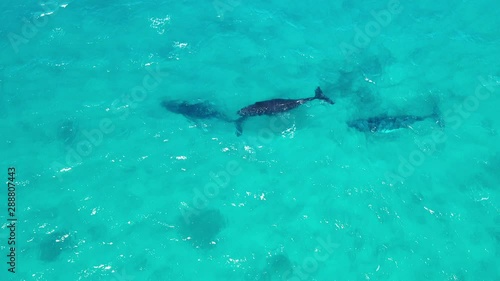 Wallpaper Mural Humpback whales 4k aerial drone footage  Torontodigital.ca