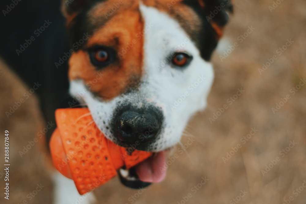 A Dog at a Park With a Toy