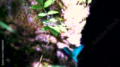 Close up of a blue dragonfly perched on leaf, Ebony Jewelwing (Calopteryx maculata) flying away in slowmotion. Macro of colorful damselfly photo