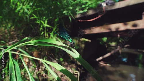 Close up of a blue dragonfly perched on reed, Ebony Jewelwing (Calopteryx maculata) flying away in slowmotion. Macro of colorful damselfly photo