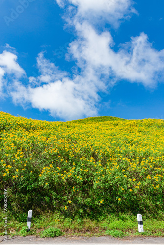 Maxican Sunflower or Tree marigold view blooming on the hill. view of Thung Bua Tong, Doi Mae Aukor, Khun Yuam, Mae Hong Son, northern Thailand.Surrounded by Beautiful mountain complex photo