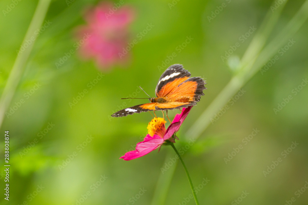Butterfly and beautiful cosmos in flower field. Butterfly and beautiful cosmos in flower field.
