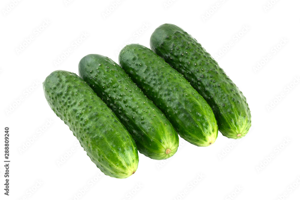 Fresh green cucumbers on a white background. Four cucumbers closeup isolated on white background. Fresh green cucumbers on a white background. Four cucumbers closeup isolated on white background.