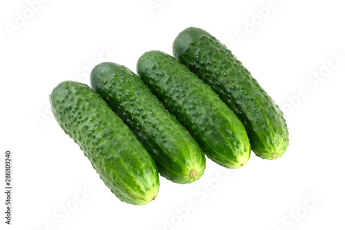 Fresh green cucumbers on a white background. Four cucumbers closeup isolated on white background.