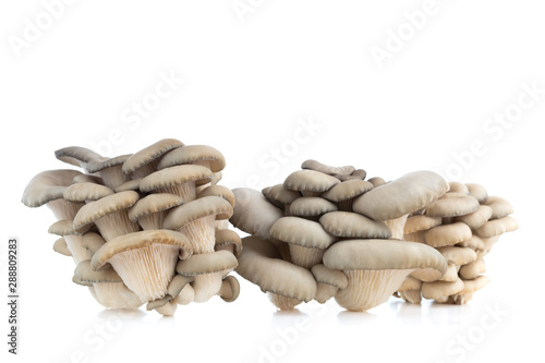 Oyster mushrooms on a white background. Fresh oyster mushrooms close-up on a white background.
