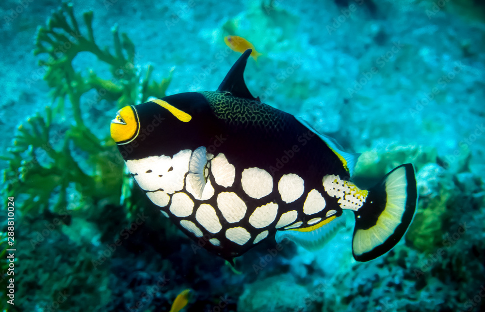 Clown triggerfish or also known as bigspotted triggerfish, Its body has ...