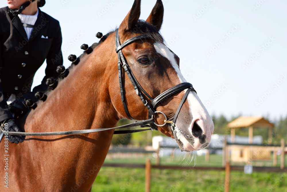 Obraz premium Portrait of a brown horse in ammunition during the tournament. Fragment of a rider on a horse. Close-up, horizontal. Side view. Sport and hobby concept.