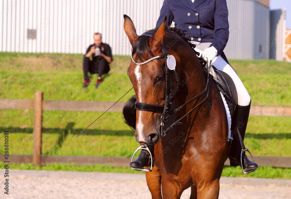 Brown horse in ammunition during the tournament. Fragment of a rider on a horse. Close-up, horizontal. Front view. Sport and hobby concept. Brown horse in ammunition during the tournament. Fragment of a rider on a horse. Close-up, horizontal. Front view. Sport and hobby concept.