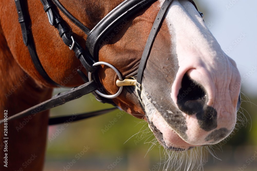 Horse nose in ammunition. Closeup, horizontal. Side view. Sport and