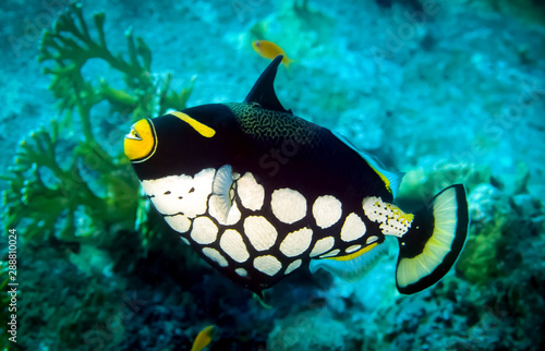 Clown triggerfish or also known as bigspotted triggerfish, Its body has oval shape, small mouth with strong teeth. Photo: Similan Island, Thailand.