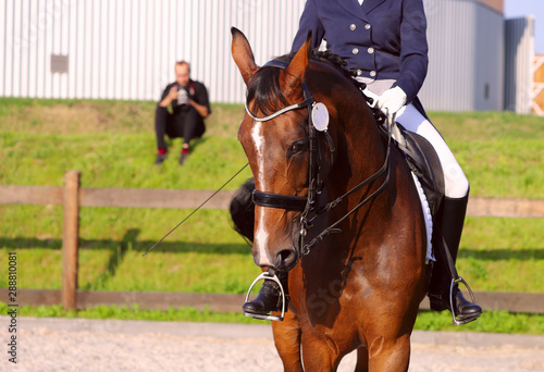 Brown horse in ammunition during the tournament. Fragment of a rider on a horse. Close-up, horizontal. Front view. Sport and hobby concept.