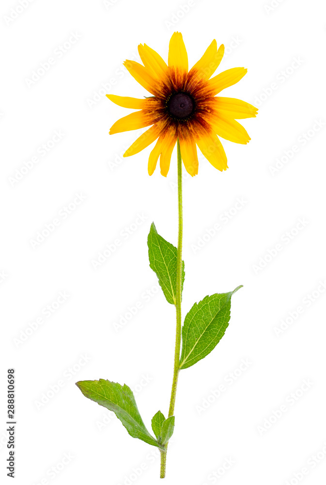 Rudbeckia summer yellow flower isolated on white background