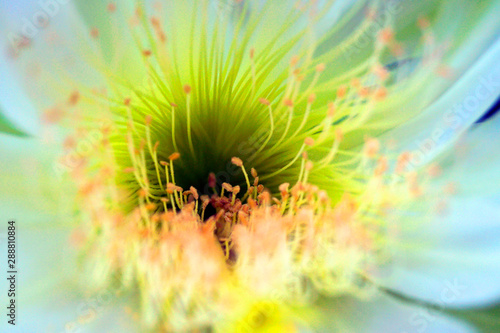 cactus flower  nature  yellow  plant  abstract  macro  green  dandelion  summer  garden  spring  flowers  floral  flora  red  bloom  orange  beauty  color  blossom  pink  beautiful  bright  petal  clo