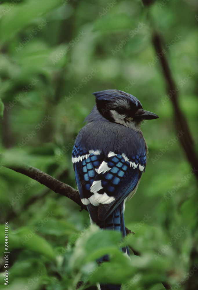 Obraz premium Blue Jay (Cyanocitta Cristata)