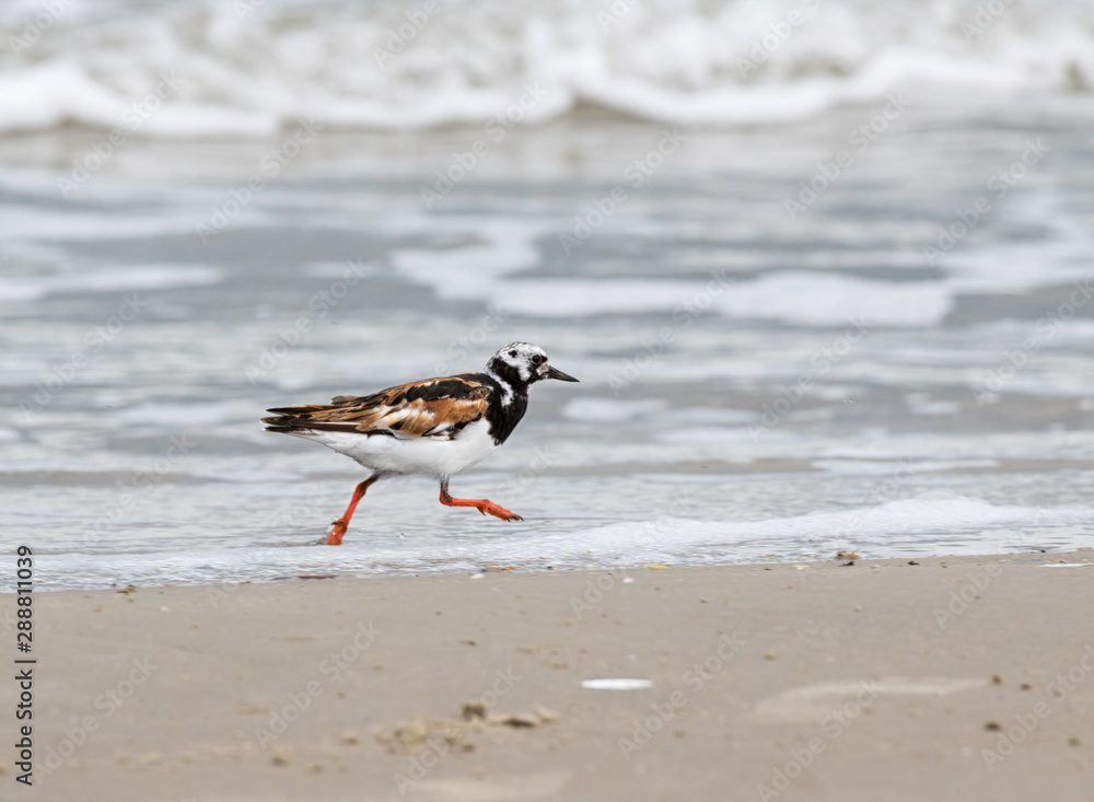 The ruddy turnstone (Arenaria interpres) running on the beach The ruddy turnstone (Arenaria interpres) running on the beach