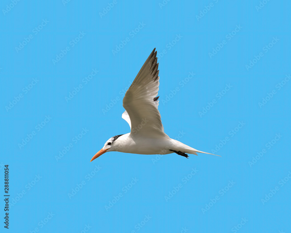 The royal tern (Thalasseus maximus) flying in the blue sky, Galveston, Texas The royal tern (Thalasseus maximus) flying in the blue sky, Galveston, Texas