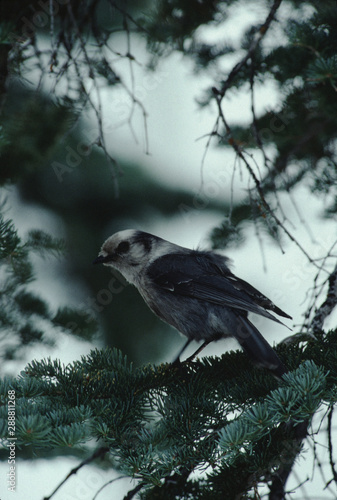 Canada Jay (Perisoreus Canadensis) photo