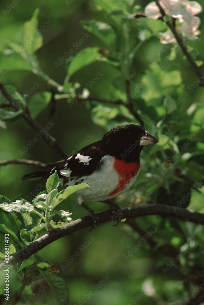 Fototapeta premium Rose-Breasted Grosbeak (Pheucticus Ludovicianus)