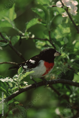 Rose-Breasted Grosbeak (Pheucticus Ludovicianus) © Liz