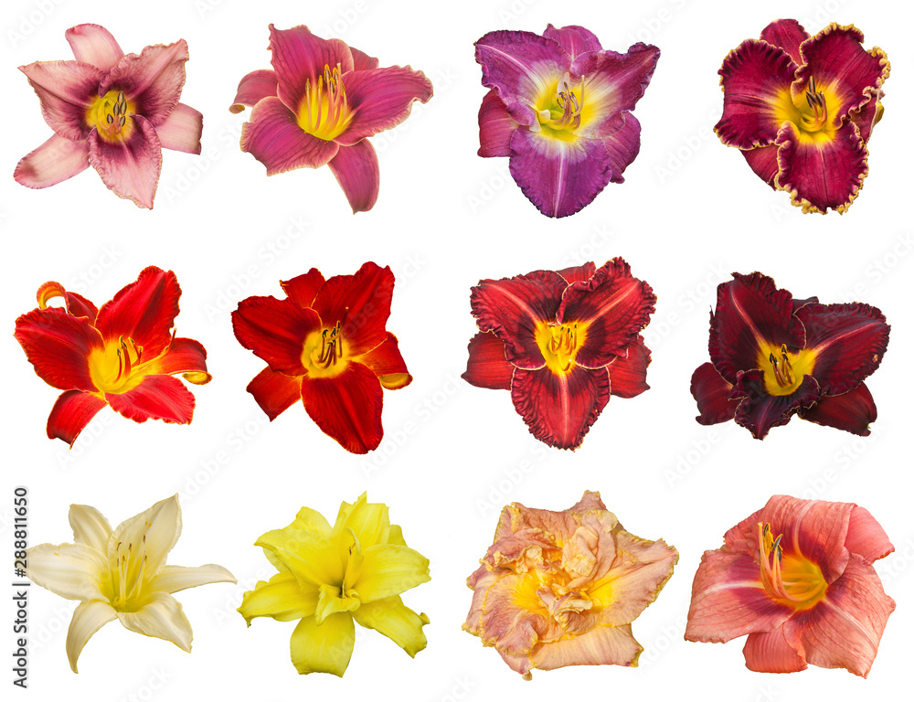 Set of daylily flowers