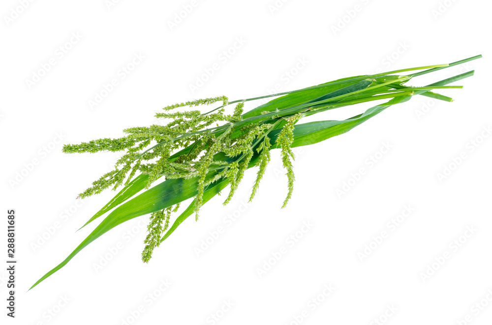 Green shoots of lemon grass, use in cooking