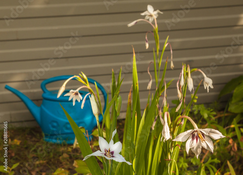 Acidanthera or Abyssinian Sword Lily after flowering in the garden photo